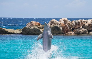 Dolphins Cove Ocho Rios